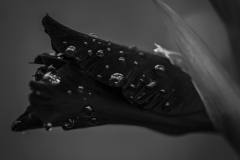 500px-115