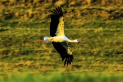 500px-23