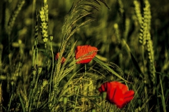 500px-26