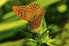500px-9